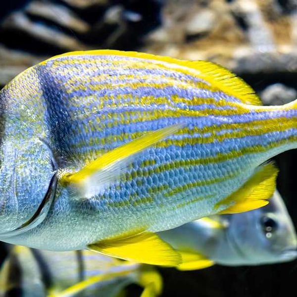 'Forever chemicals' alter fish biology before hatching, study finds