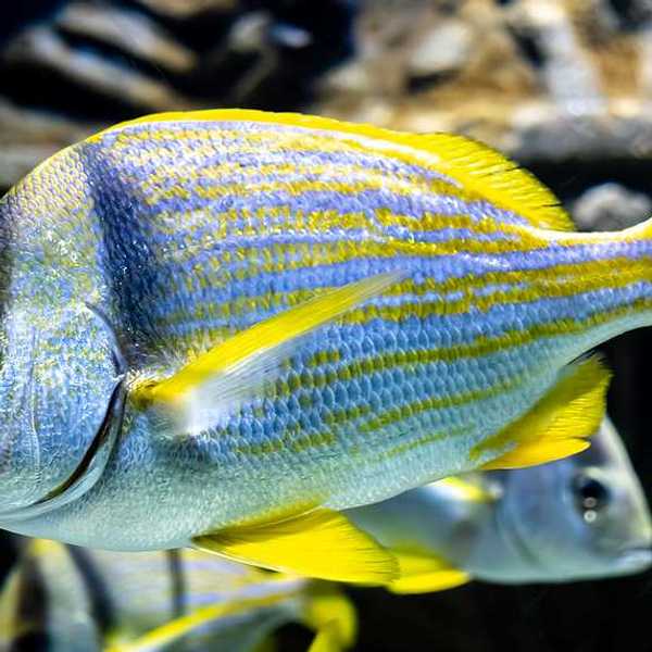 A yellowtail snapper fish with silver and yellow scales swimming in water