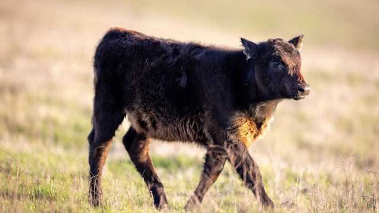 A young cow walking in a dry field