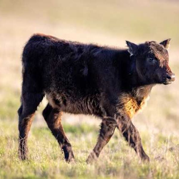 A young cow walking in a dry field