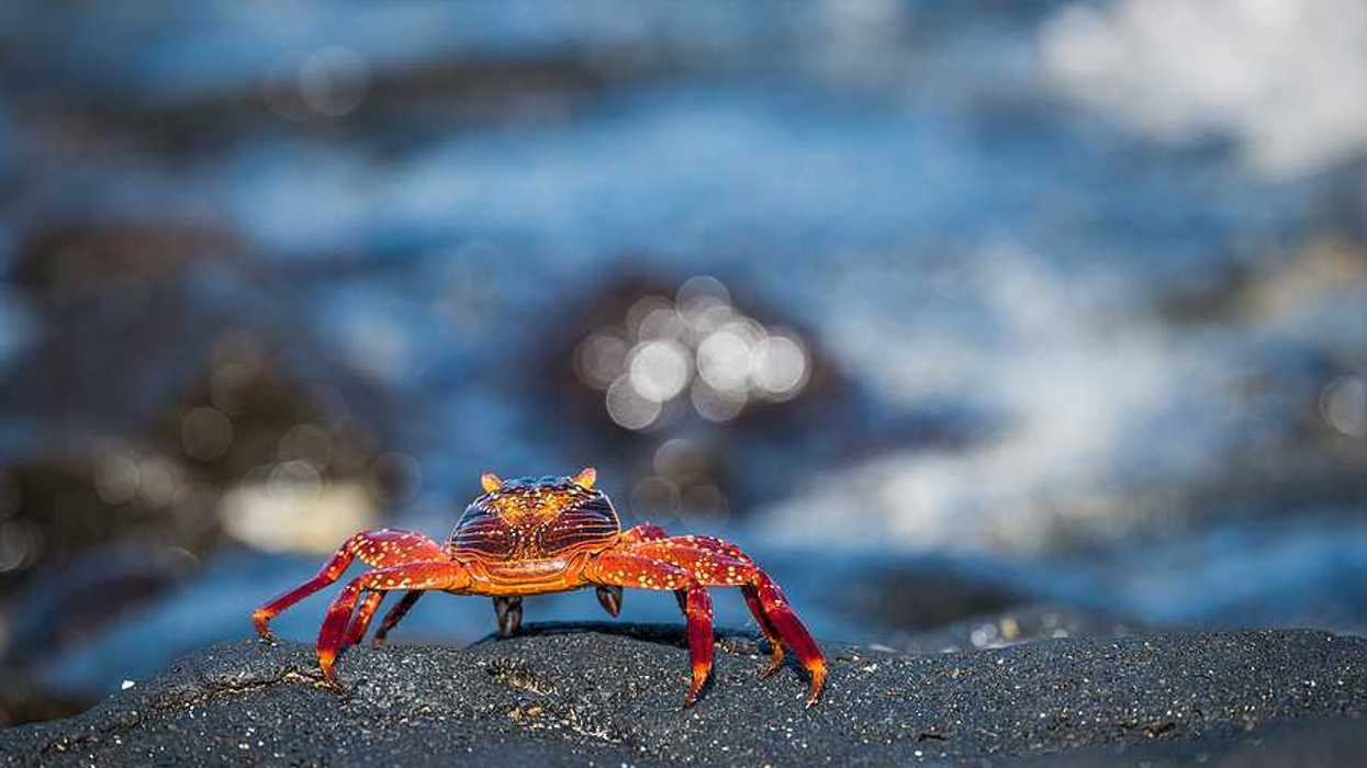 A young crab on a dark rock with water in the background