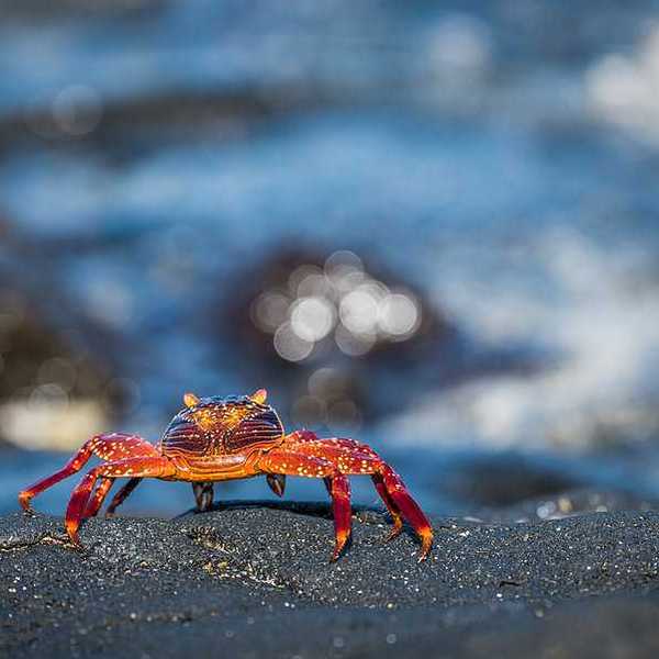 A young crab on a dark rock with water in the background