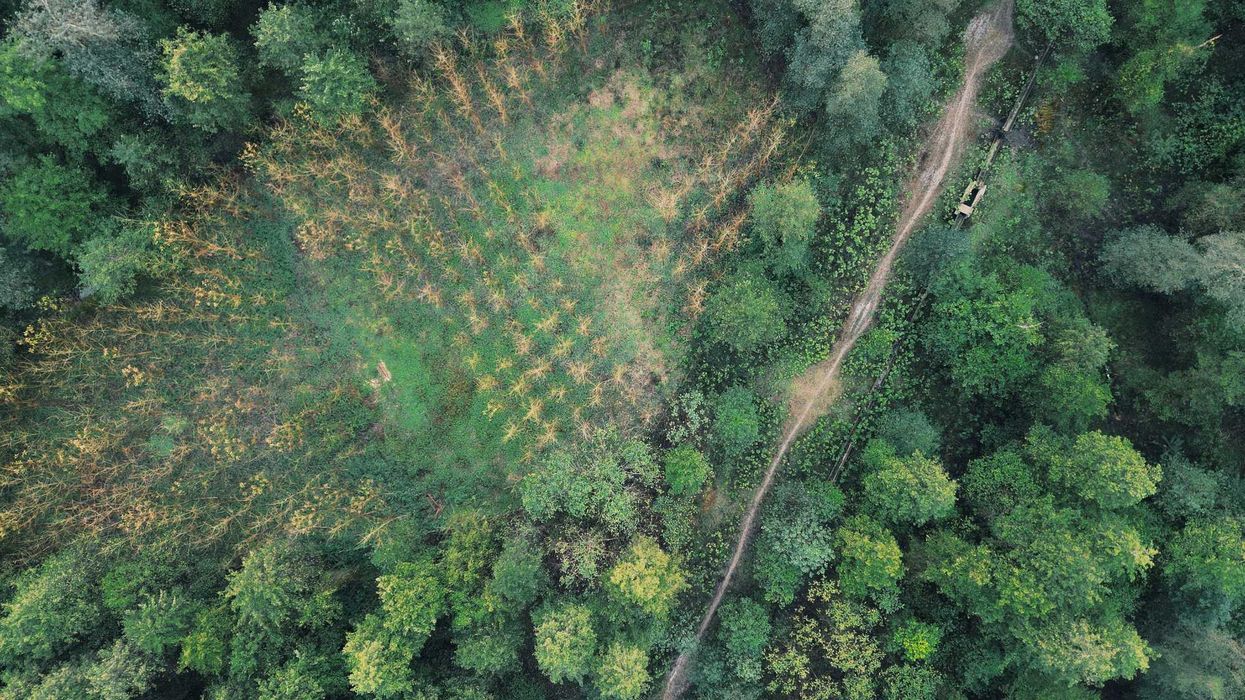 Aerial view of a partially deeforested forest and a road.