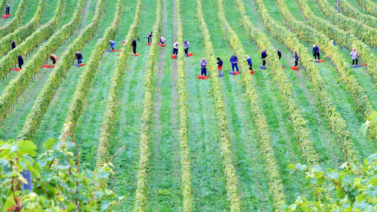 aerial view of farm workers harvesting in vineyard during daytime.