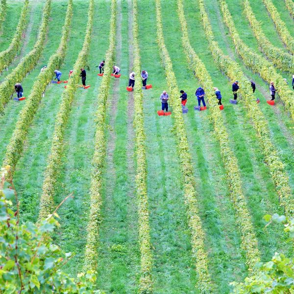 aerial view of farm workers harvesting in vineyard during daytime.