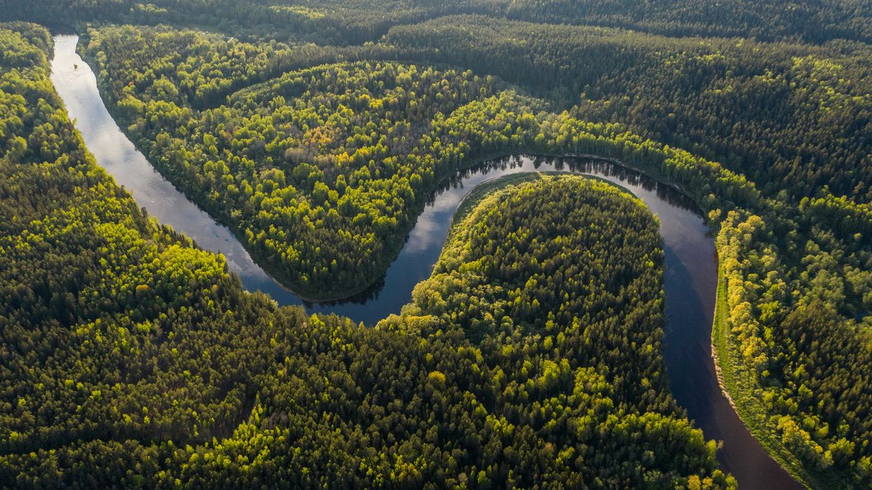 aerial view of green trees and river during daytime.