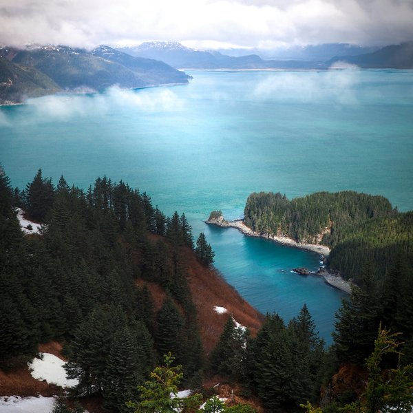 aerial view of green trees near body of water during daytime