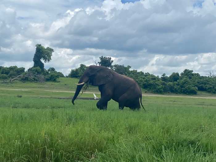 Africa poachers