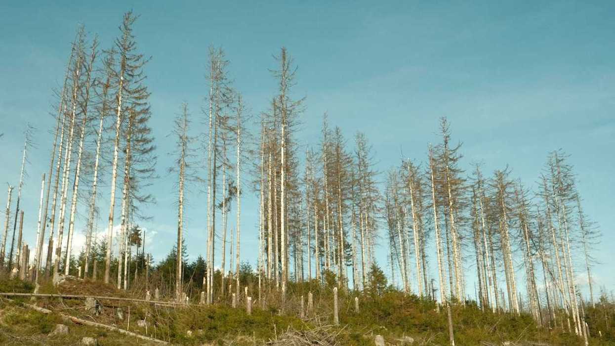 Aftermath of logging clearcutting operation with sparse diseased trees left behind
