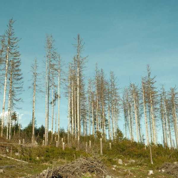 Aftermath of logging clearcutting operation with sparse diseased trees left behind