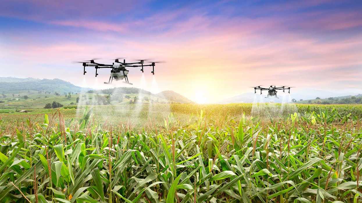 Agriculture drones spraying sweet corn fields.