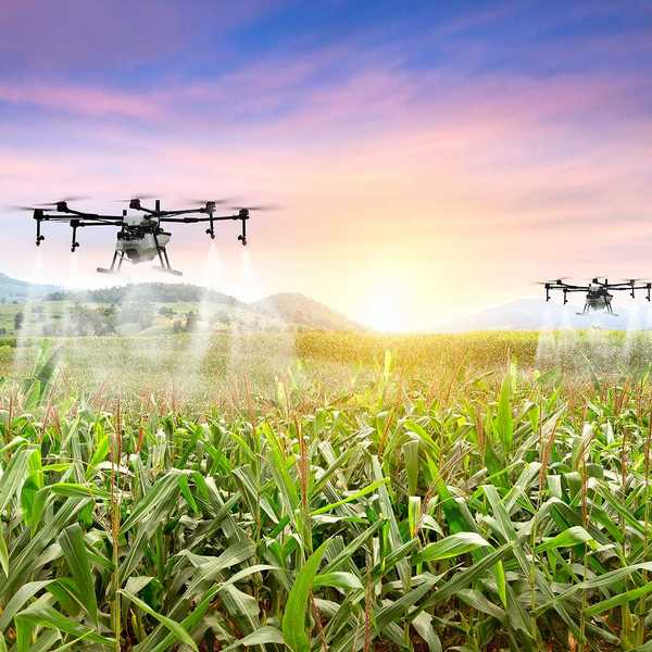 Agriculture drones spraying sweet corn fields.