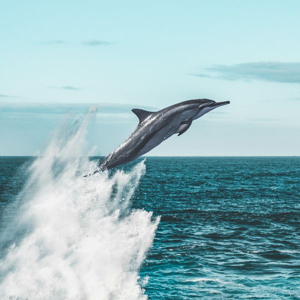 Airborne dolphin leaping against ocean backdrop