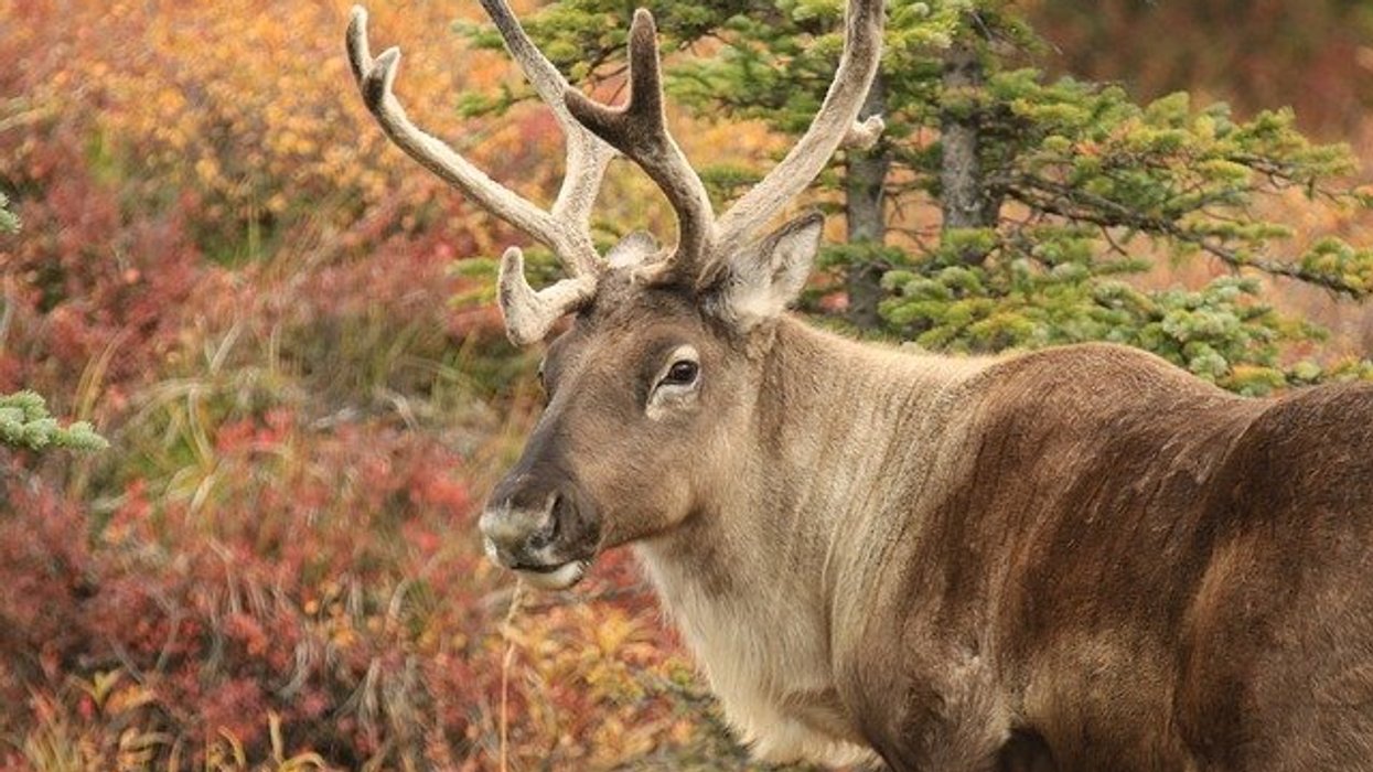 Alaskan caribou