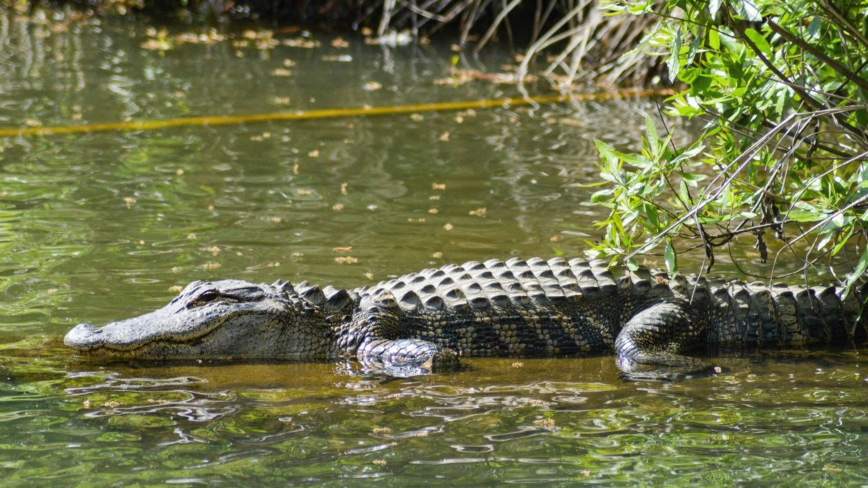 alligator on a lake near a grassy bank.