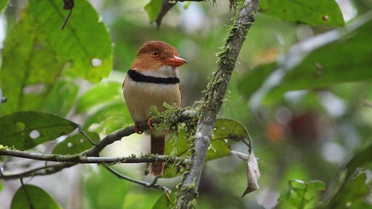 Amazon bird population decline