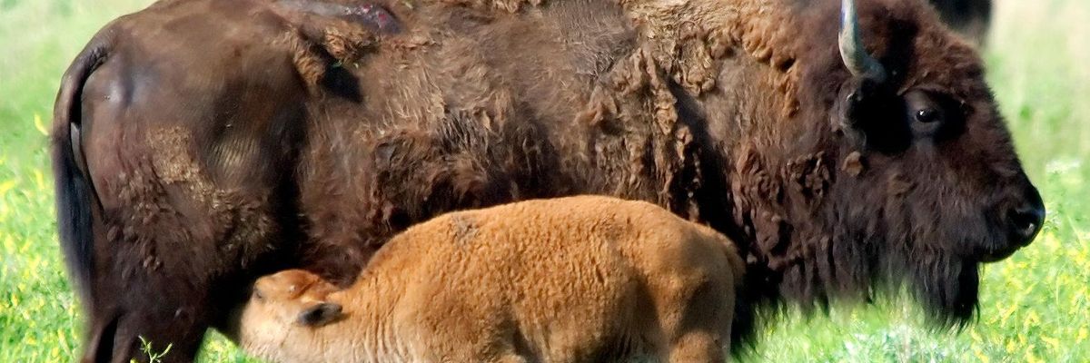 american bison