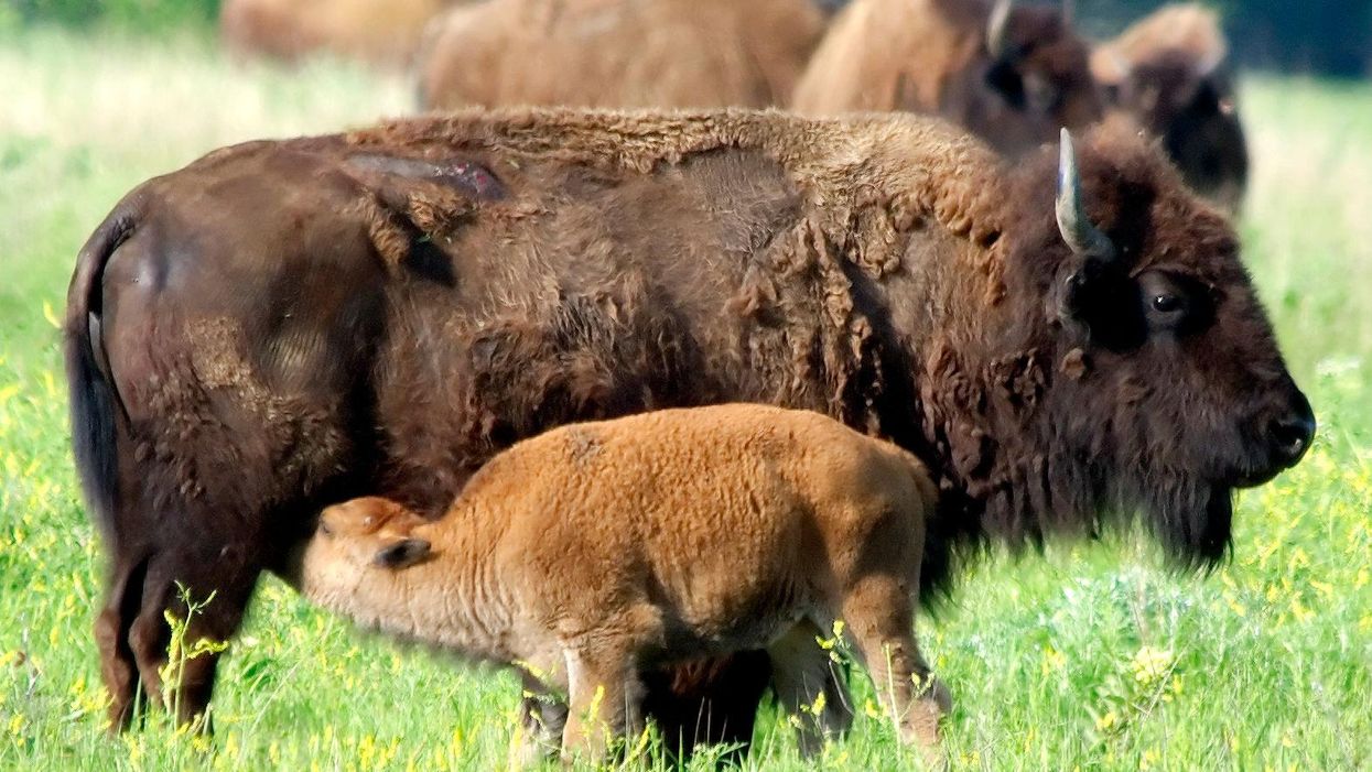 american bison