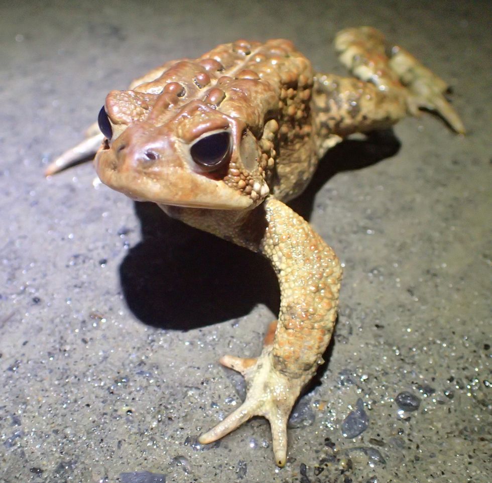 American toad