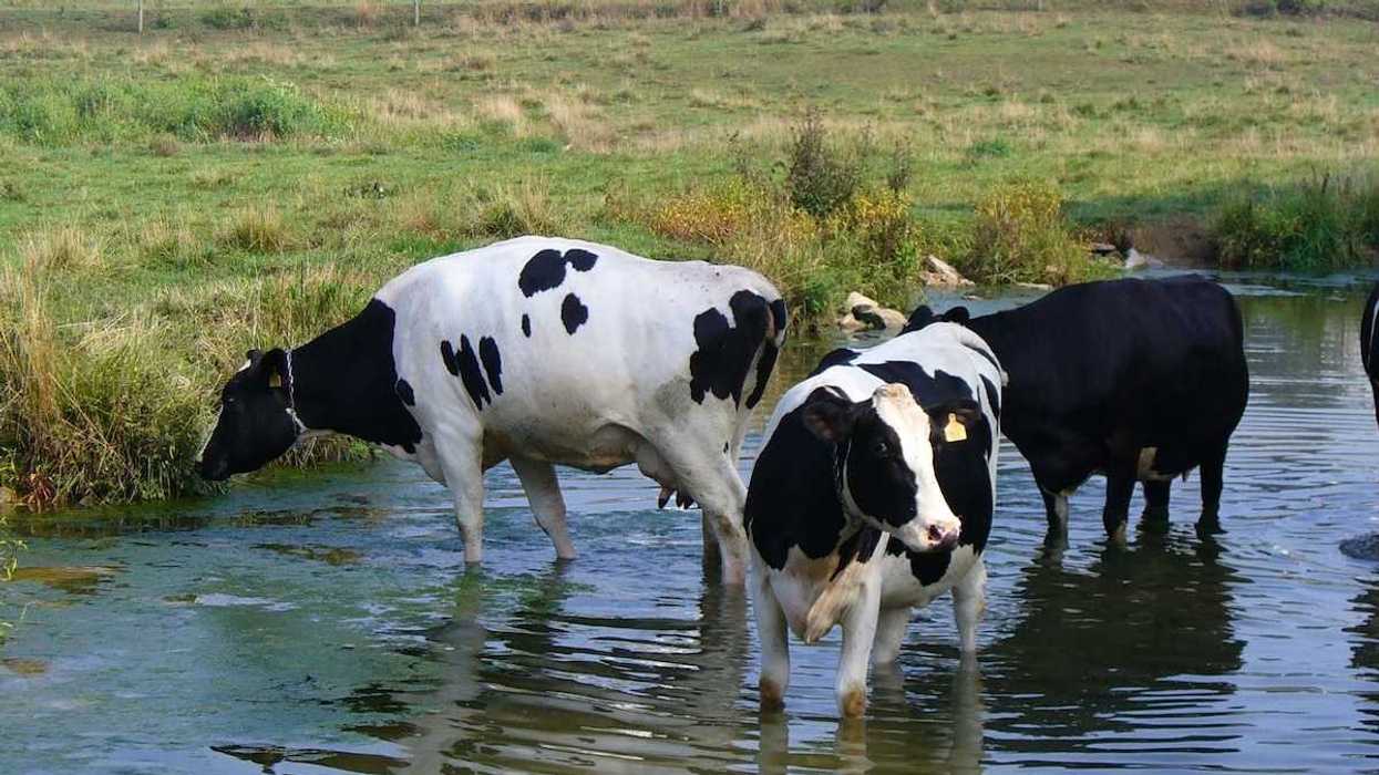 Amish Country cows cooling off in stream