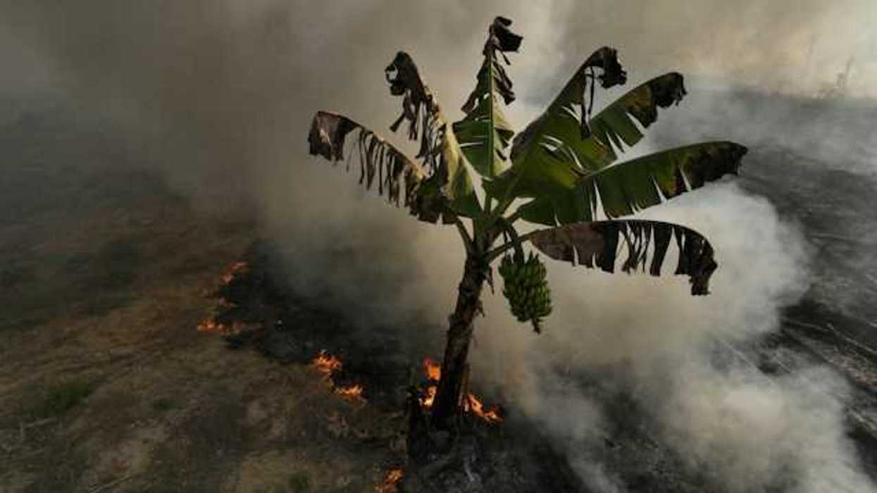 An aerial view of a banana tree with an encroaching wildfire and smoke