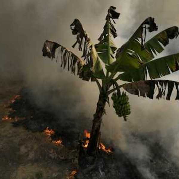 An aerial view of a banana tree with an encroaching wildfire and smoke