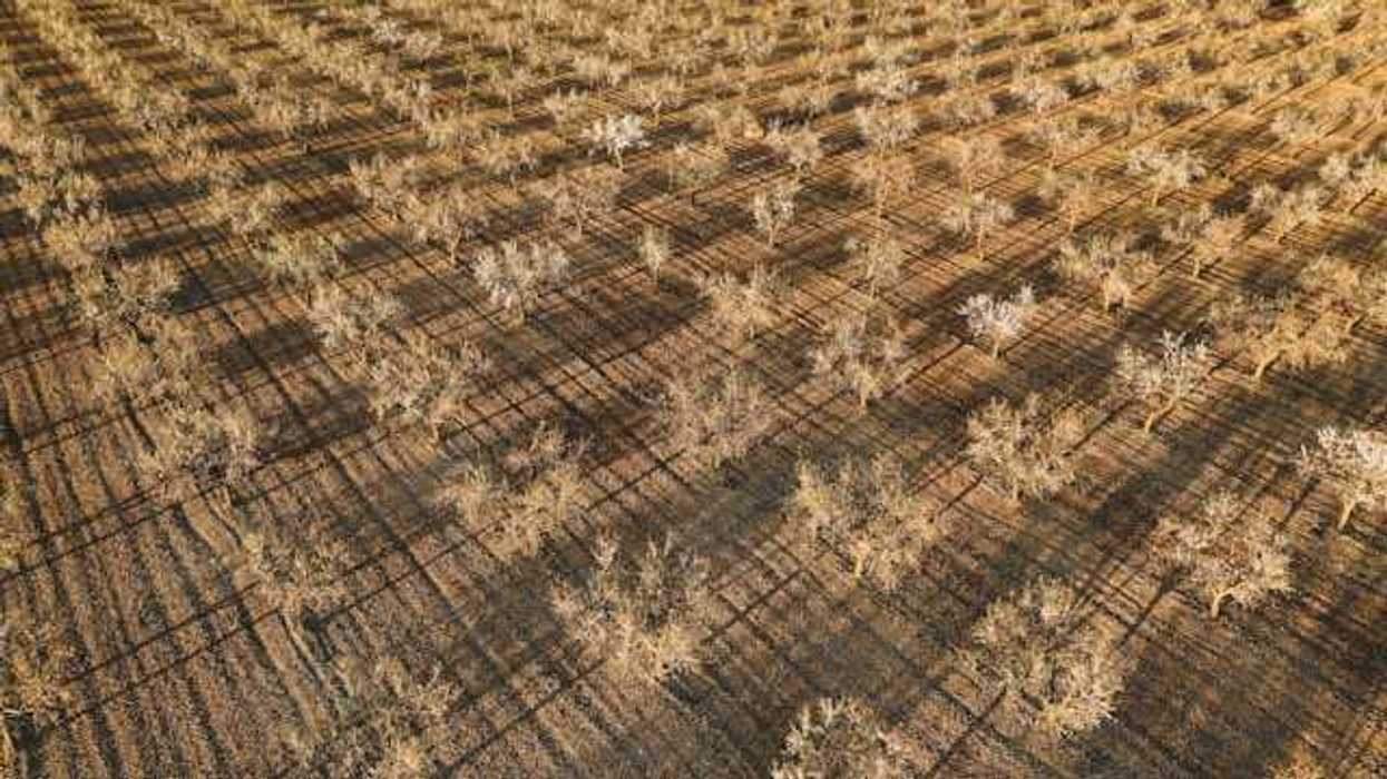An aerial view of a dry orchard
