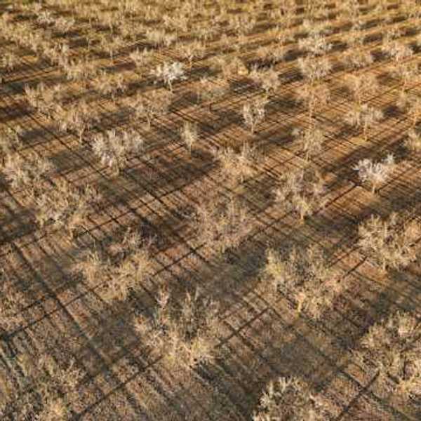 An aerial view of a dry orchard