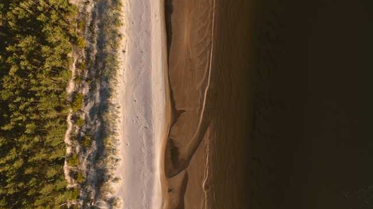 An aerial view of a forest alongside a beach with a water source