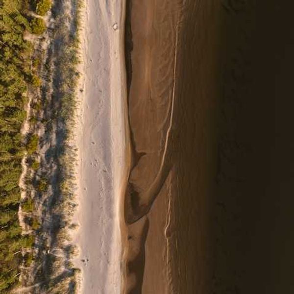 An aerial view of a forest alongside a beach with a water source