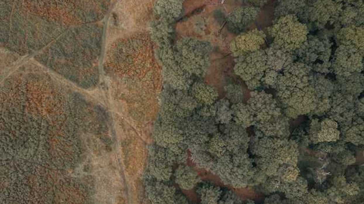An aerial view of a forest with deforested area on the left