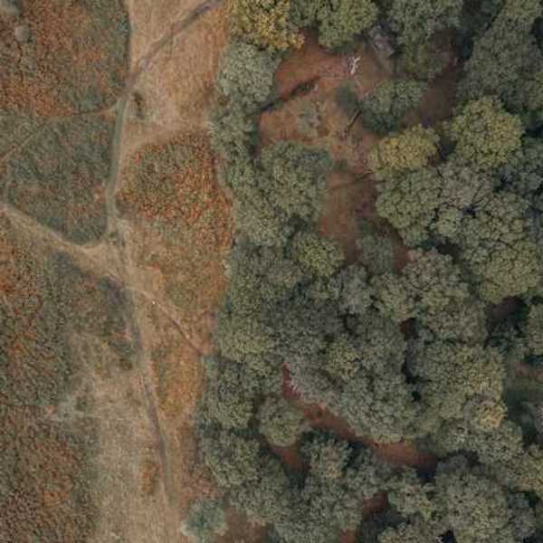 An aerial view of a forest with deforested area on the left
