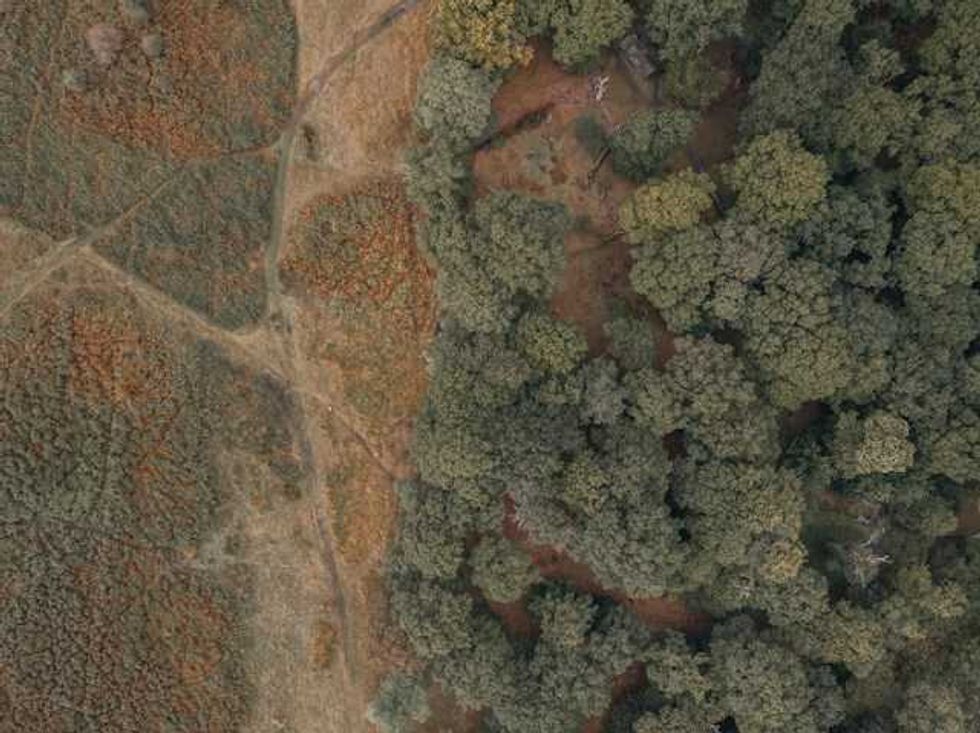 Lula wins Brazil election after cutting Amazon deforestation to record low