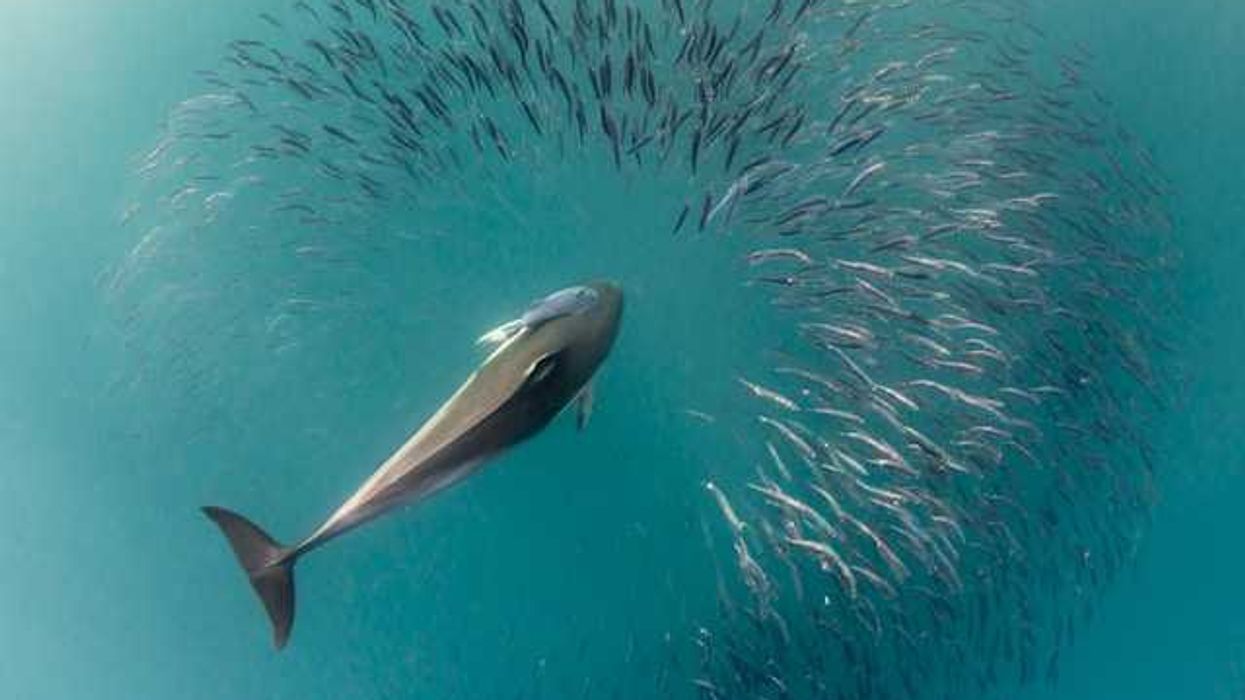 An aerial view of a whale with a school of fish