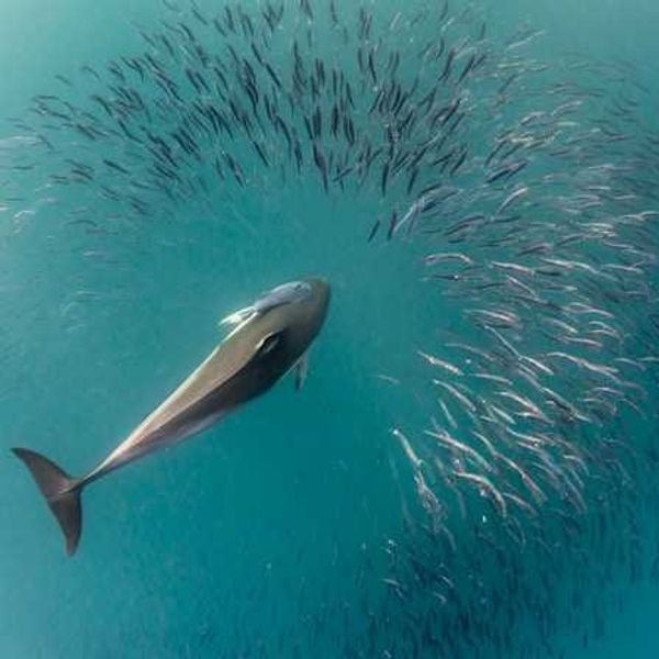 An aerial view of a whale with a school of fish