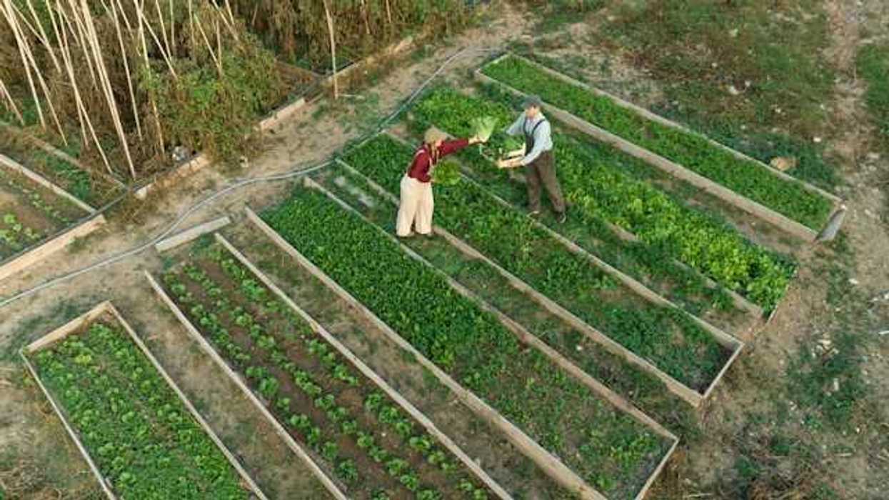An aerial view of two farmers standing next to raised beds