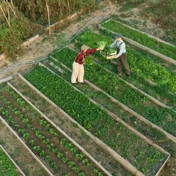 An aerial view of two farmers standing next to raised beds