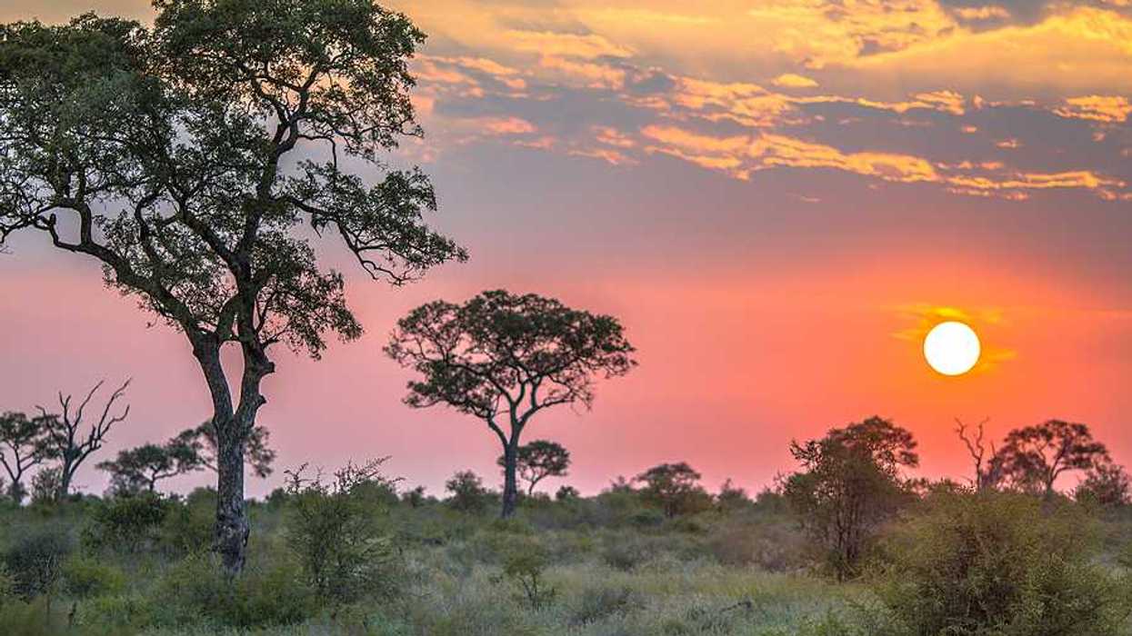 An African reserve with trees and the setting sun