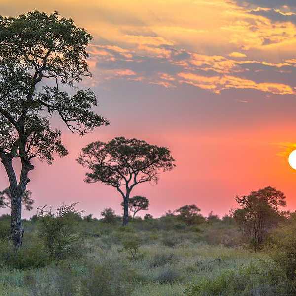 An African reserve with trees and the setting sun