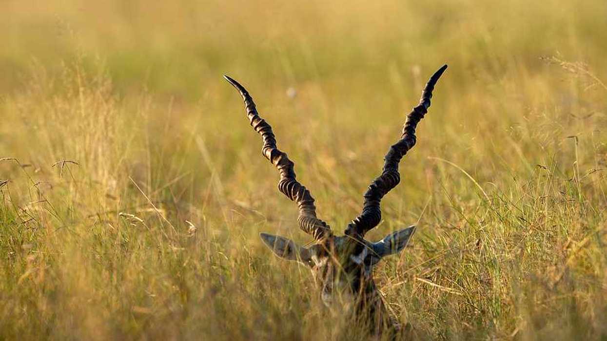 An antelope with large horns peeking above grasslands