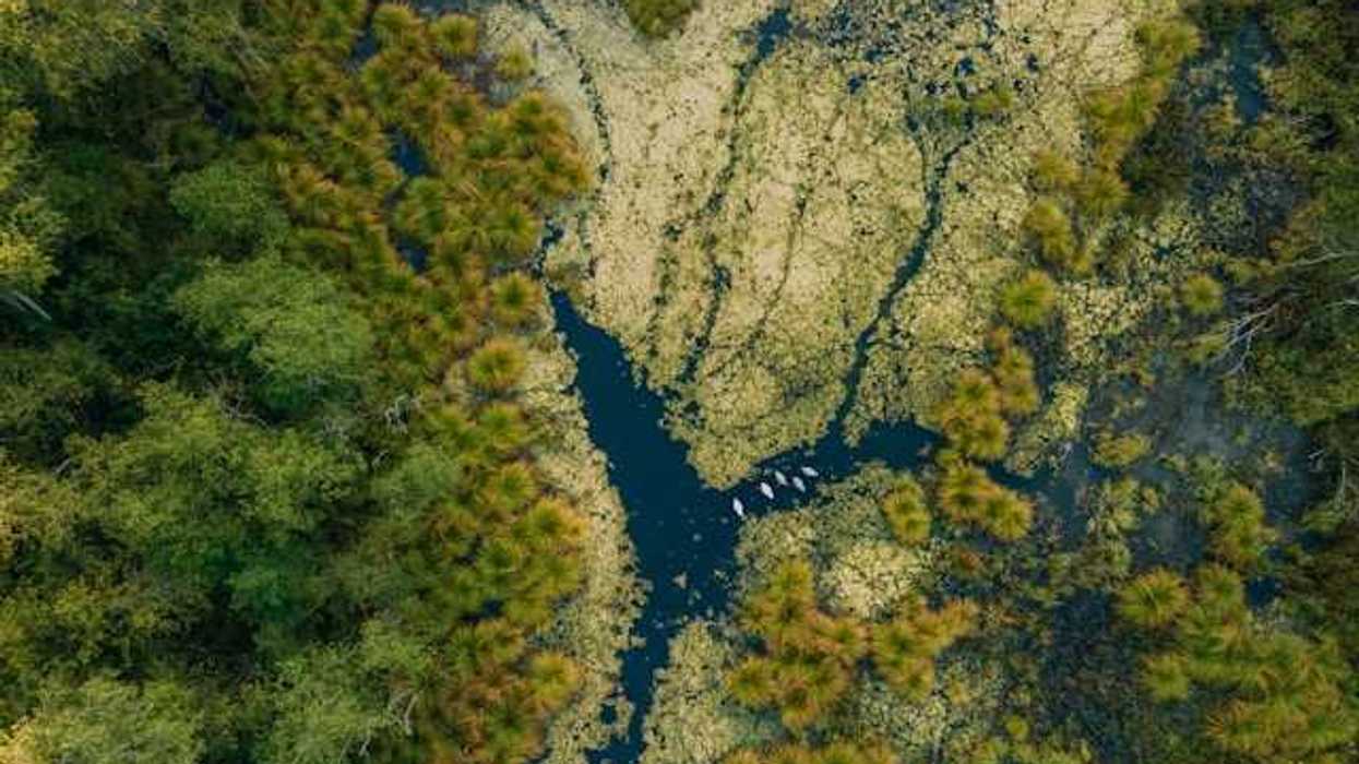 An arial view of a wetlands environment with water and shrubbery