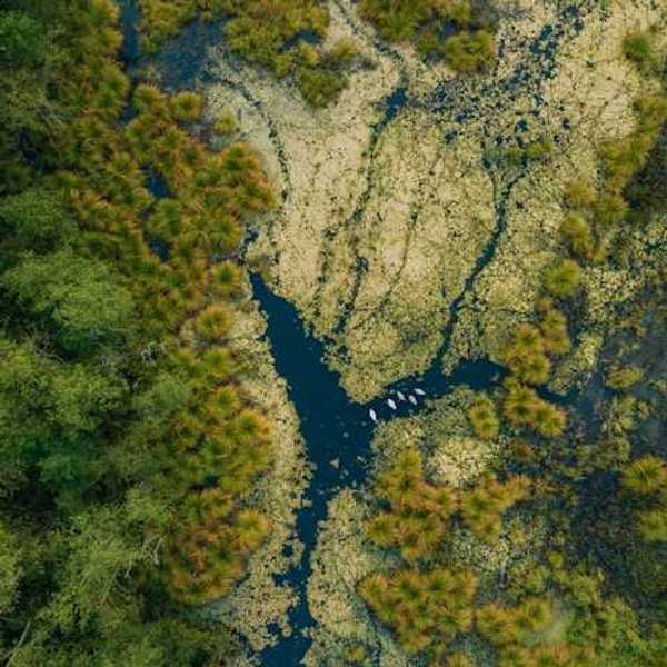 An arial view of a wetlands environment with water and shrubbery