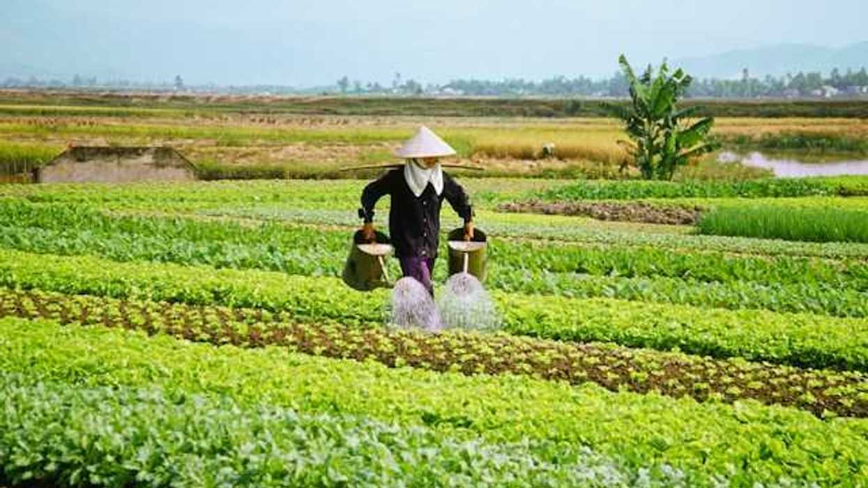 An Asian farmer with a hat on watering their crops