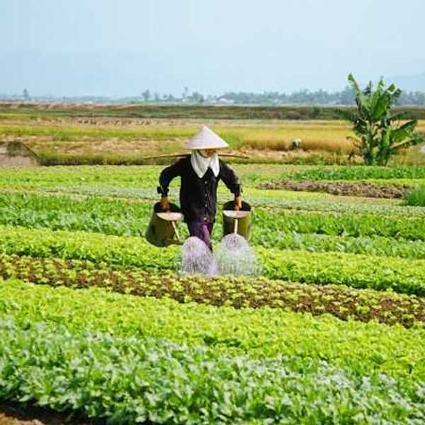 An Asian farmer with a hat on watering their crops