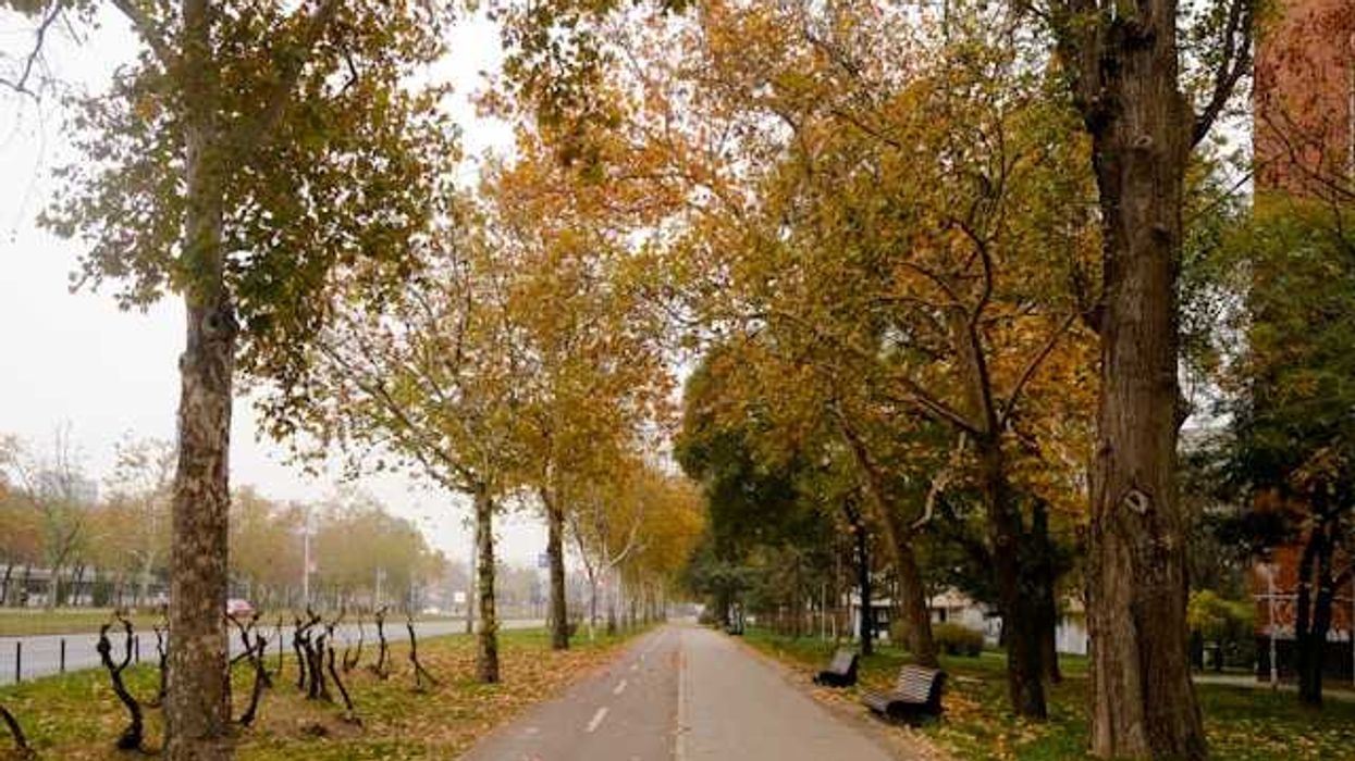 photo of Trees are vital for cooler cities, but they need help too image