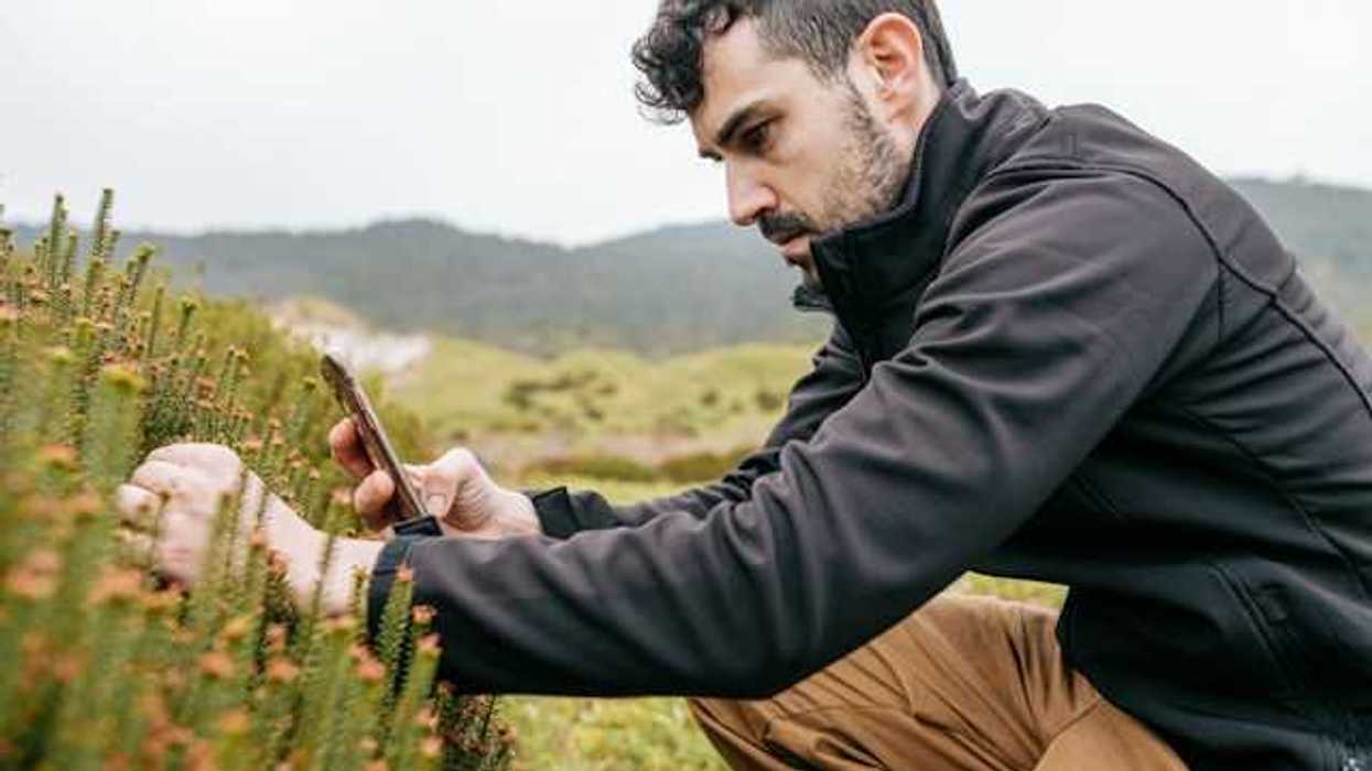 An ecologist taking a photo of a green bush