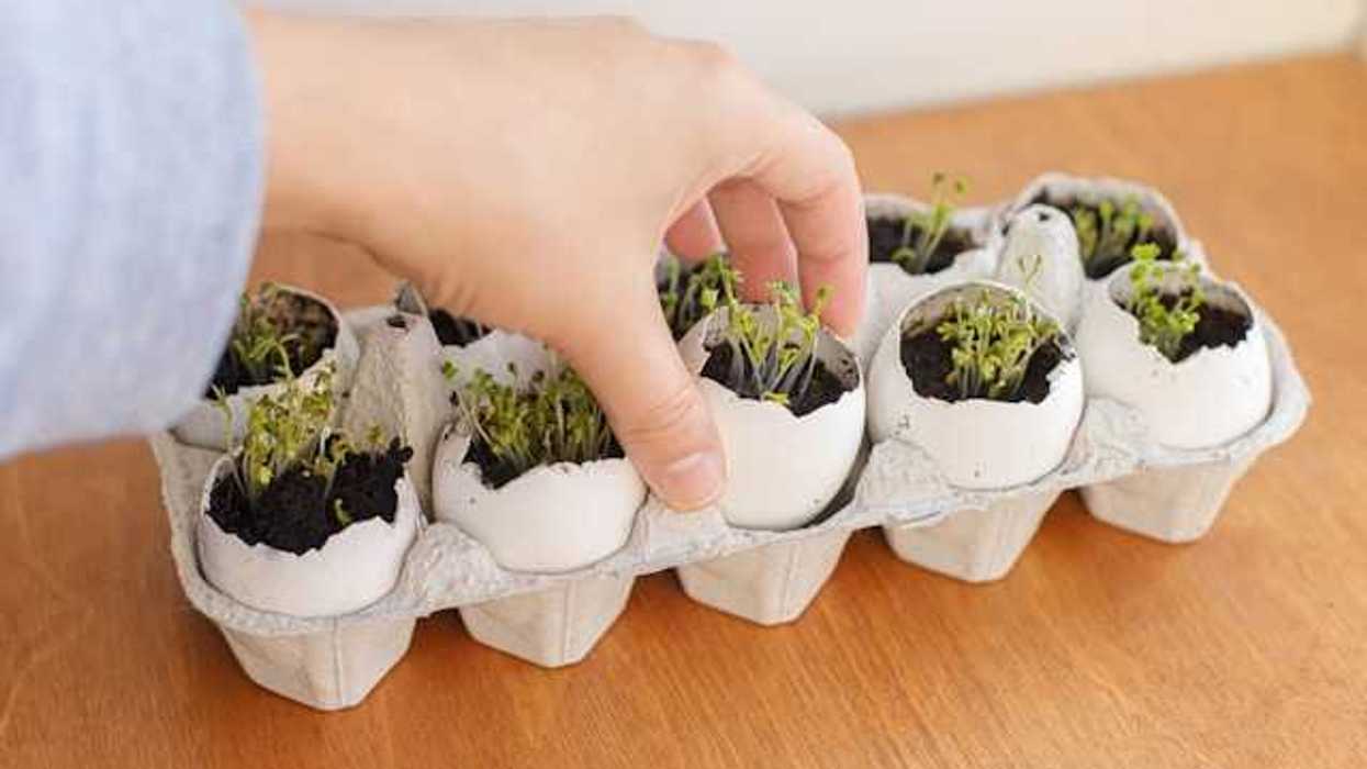 An egg carton filled with half shells that have soil and seedlings in them