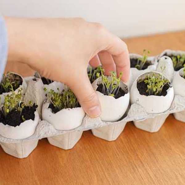 An egg carton filled with half shells that have soil and seedlings in them