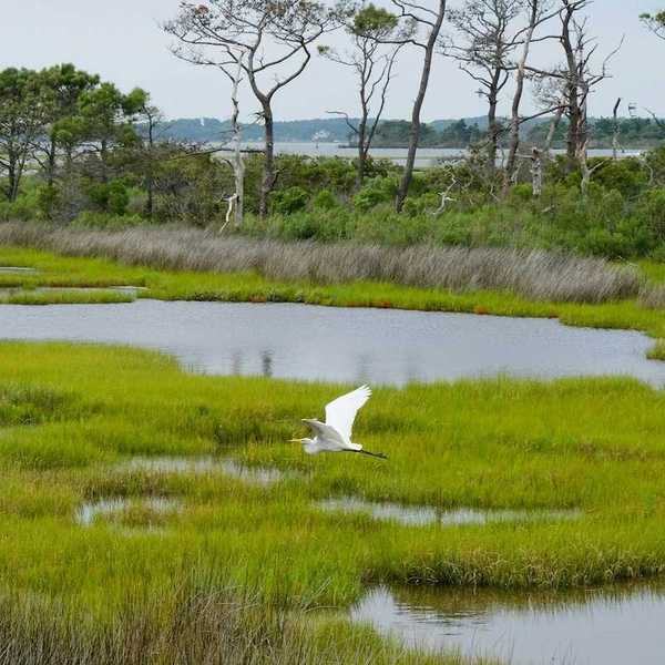 An egret glides across the wetlands at Assateague Island