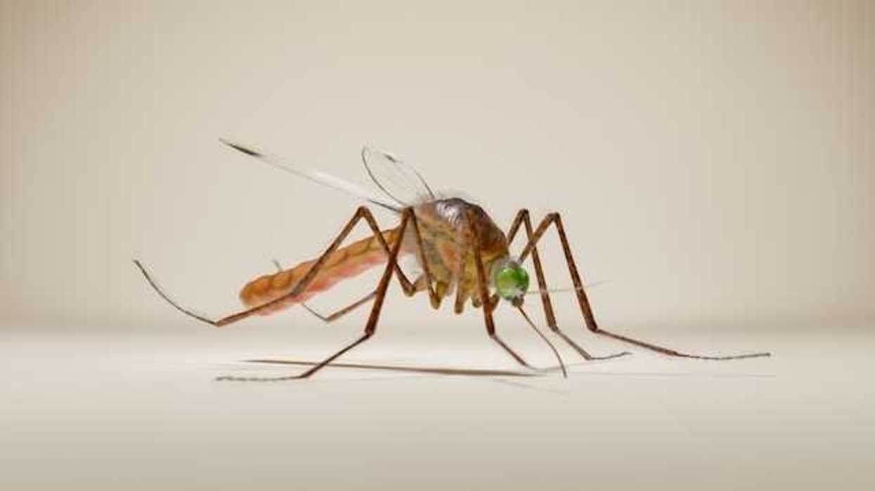 An illustration of a mosquito on a beige background